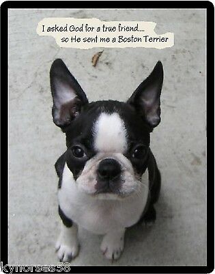 Boston Terrier True Friend Refrigerator Magnet